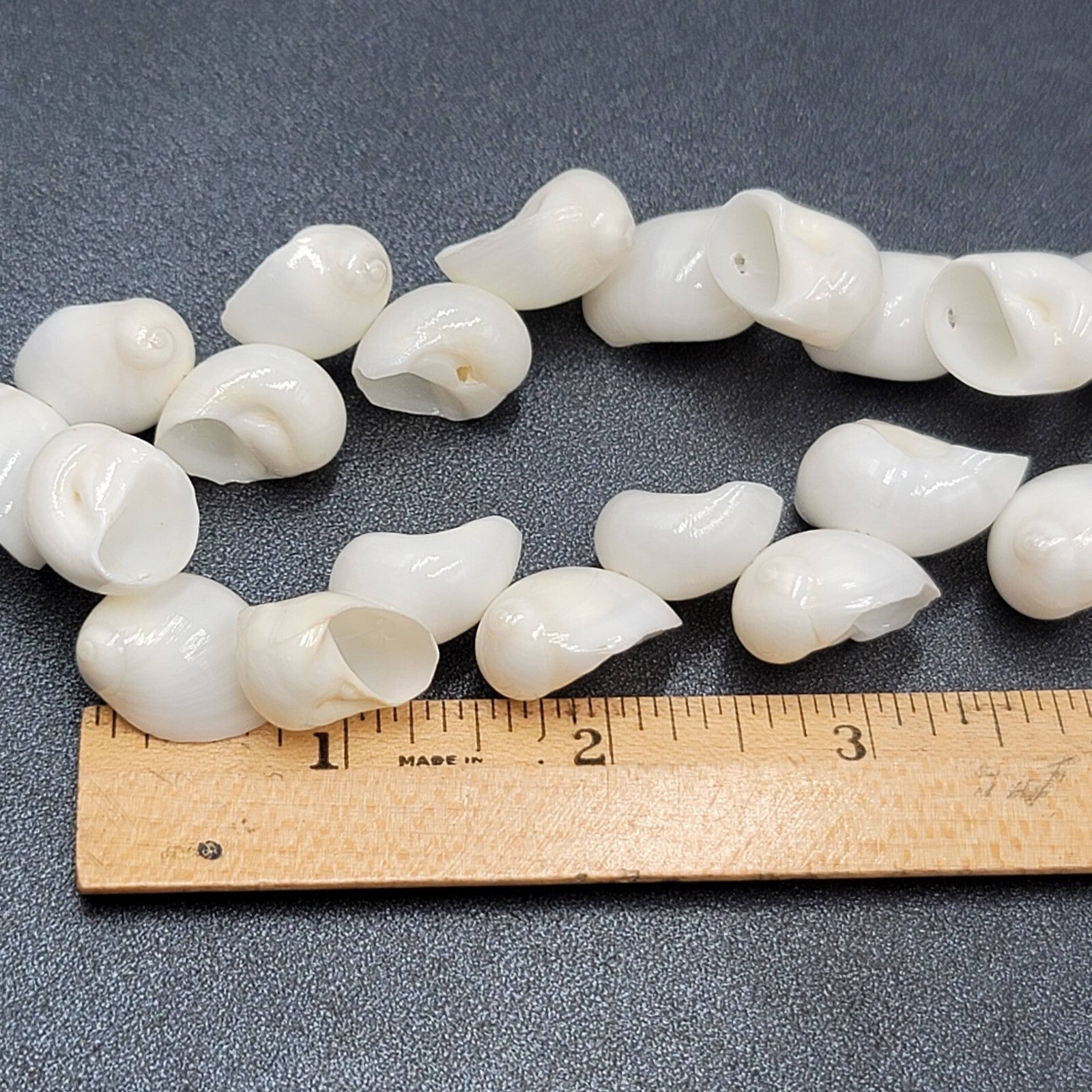 Vintage White Sea Shell Necklace Bracelet Clip Screw Back Earring Set