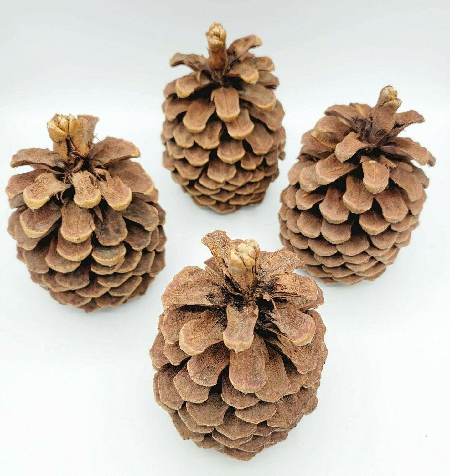 Lot of 4 Beautiful & Clean Pinecone 6" For Decor Everyday Holiday Christmas