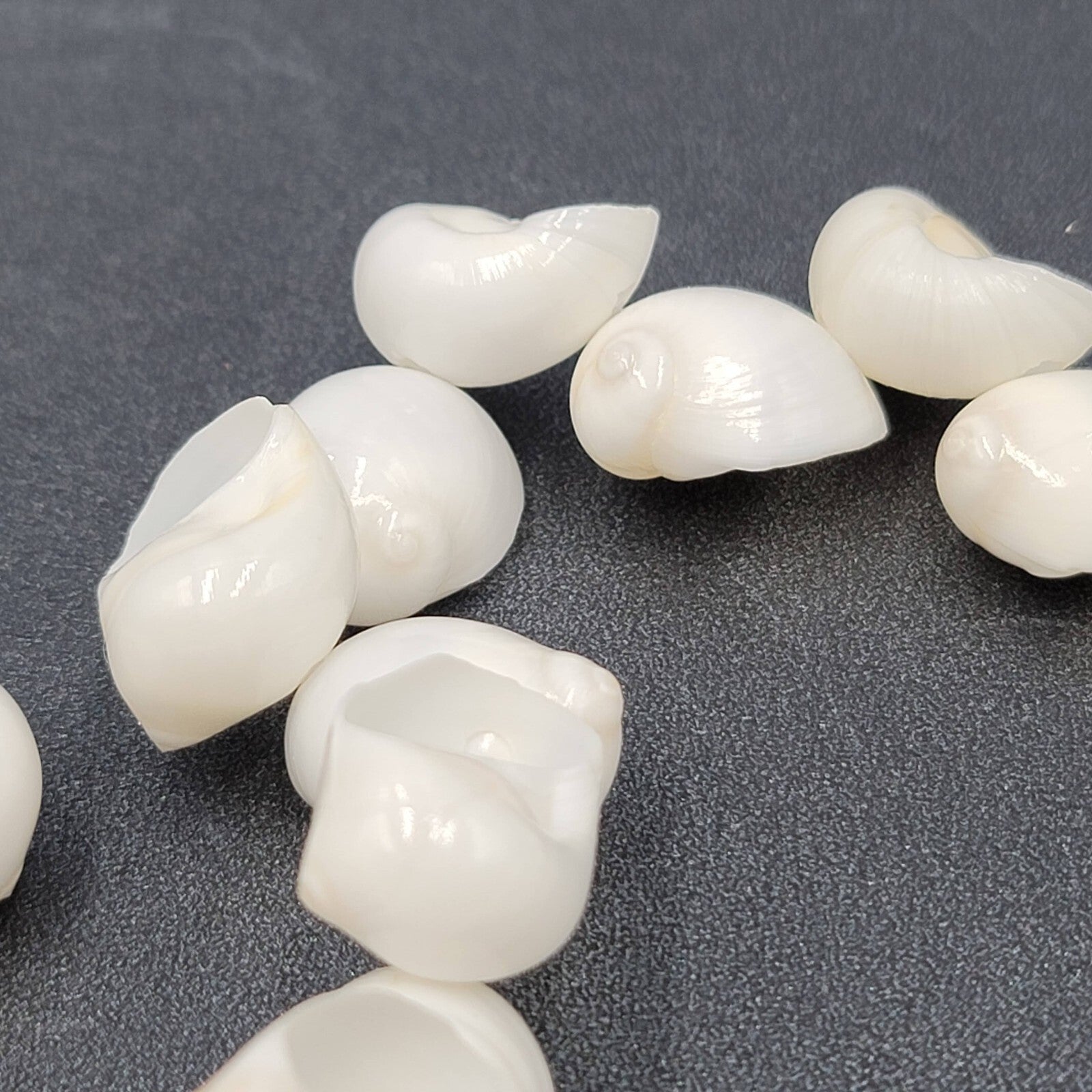 Vintage White Sea Shell Necklace Bracelet Clip Screw Back Earring Set