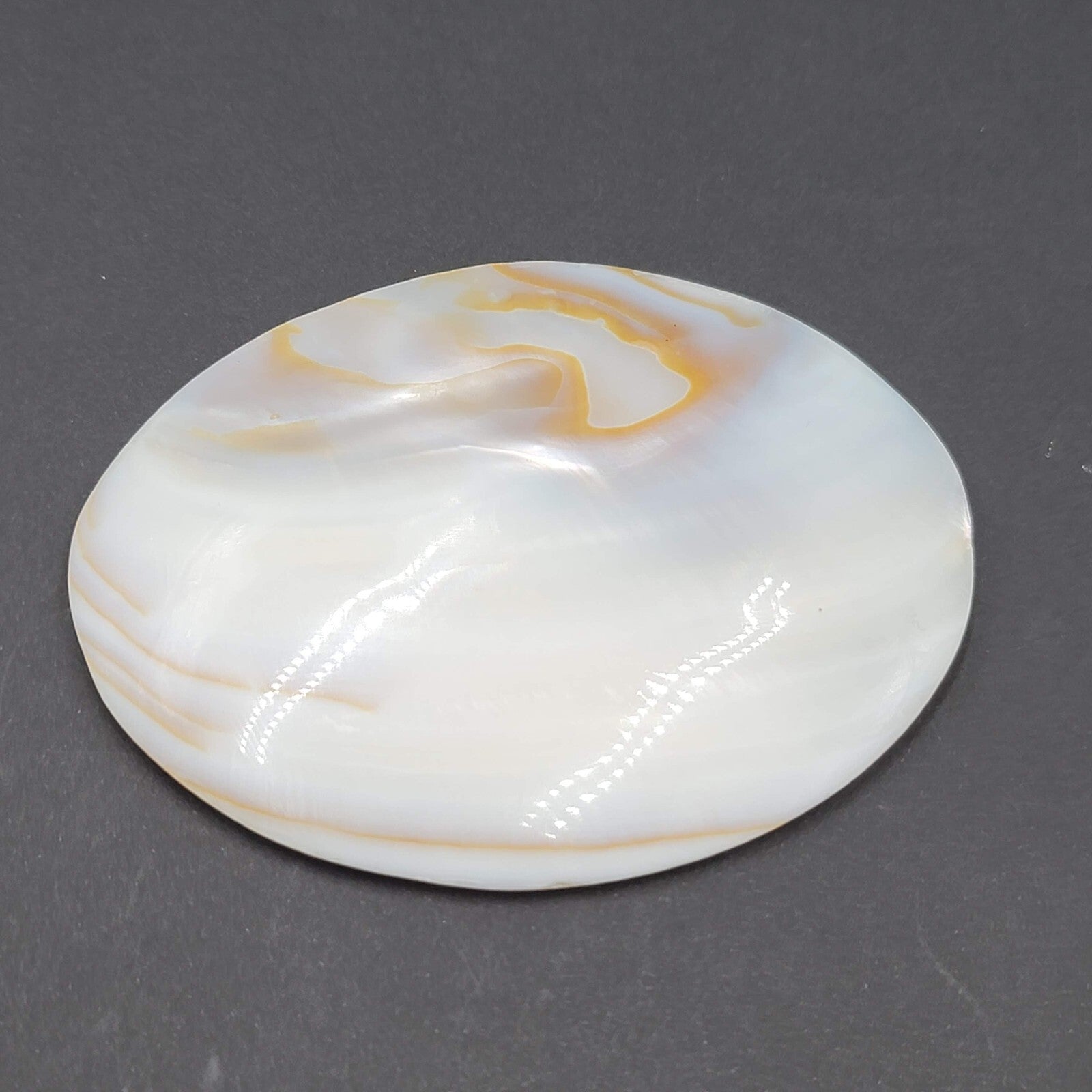 Vintage Large Sea Shell Belt Buckle Clip Mother of Pearl 4"x3"