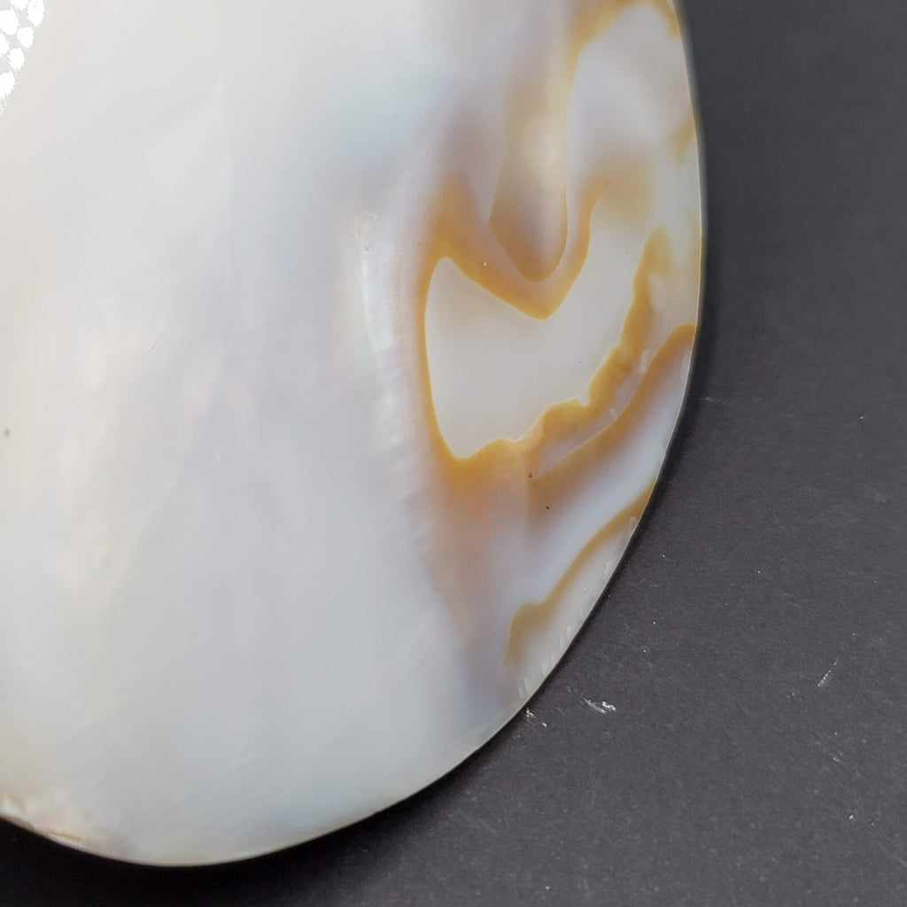 Vintage Large Sea Shell Belt Buckle Clip Mother of Pearl 4"x3"