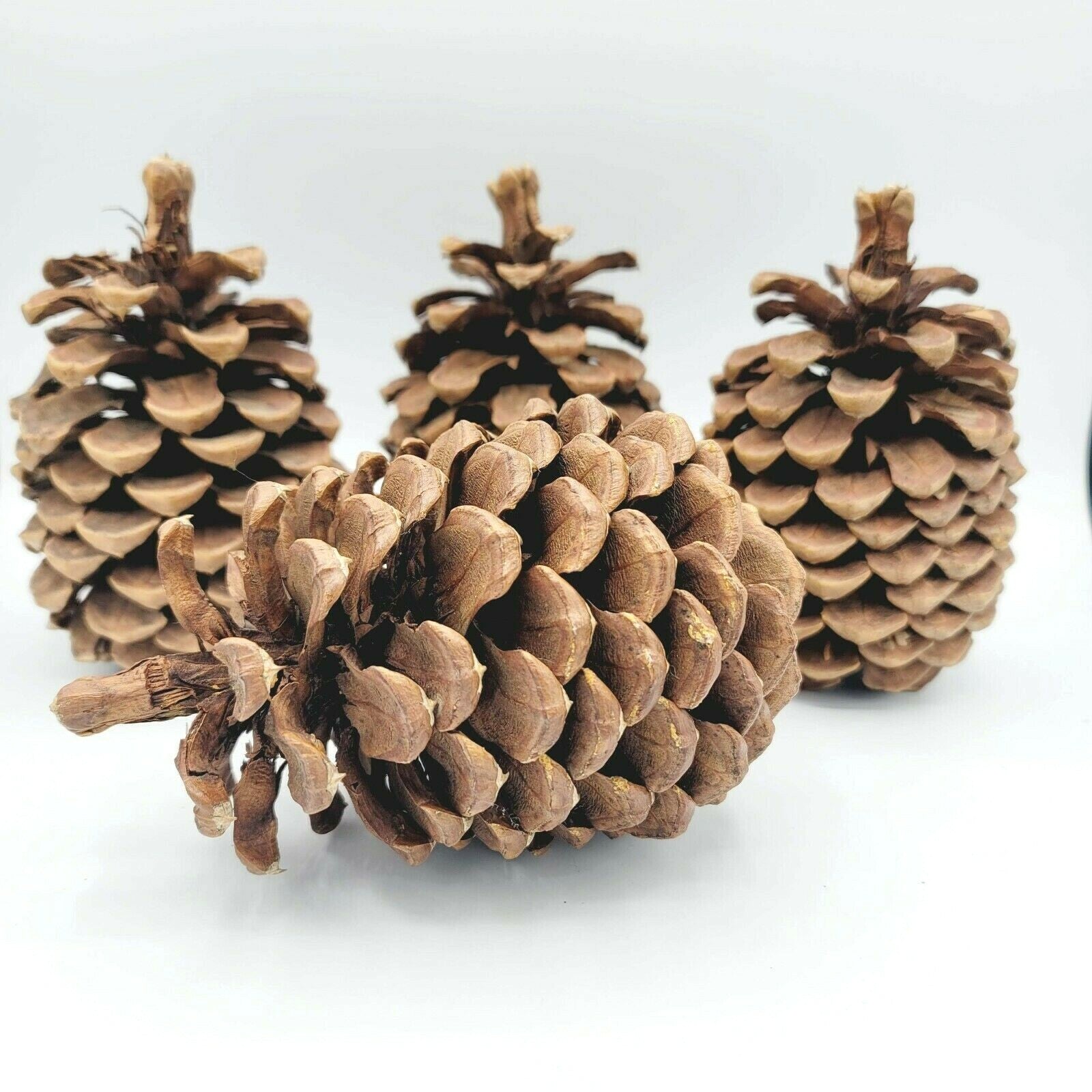 Lot of 4 Beautiful & Clean Pinecone 6" For Decor Everyday Holiday Christmas
