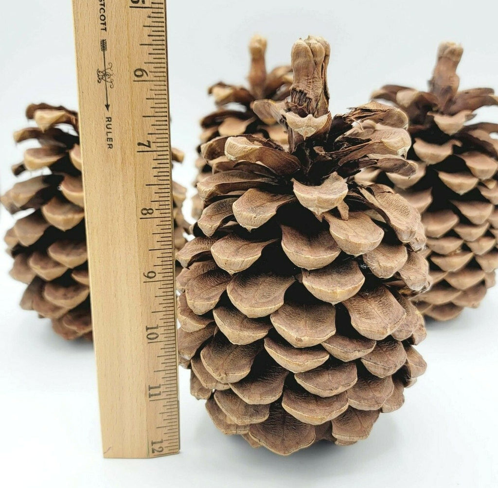Lot of 4 Beautiful & Clean Pinecone 6" For Decor Everyday Holiday Christmas